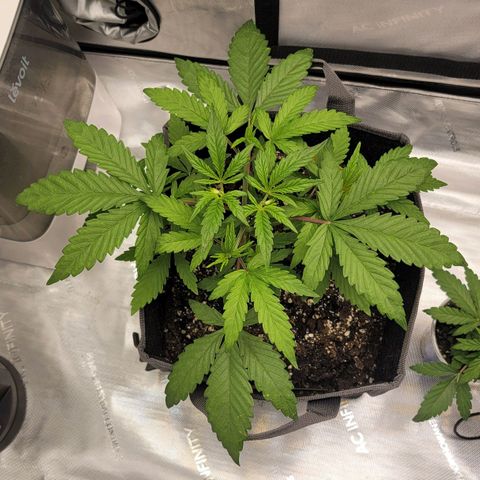 Mango growlog timeline photo