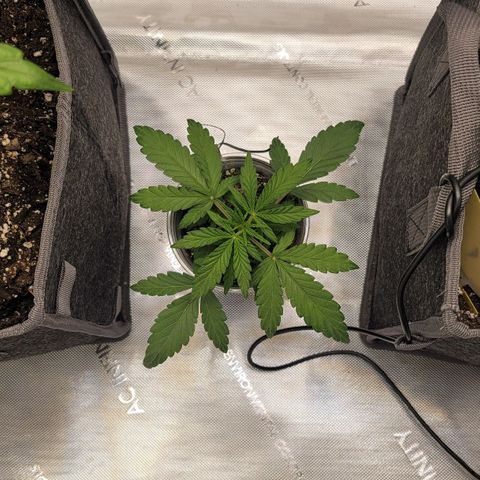 Mango Two growlog timeline photo