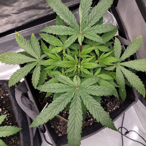 Gorilla Glue Auto growlog timeline photo