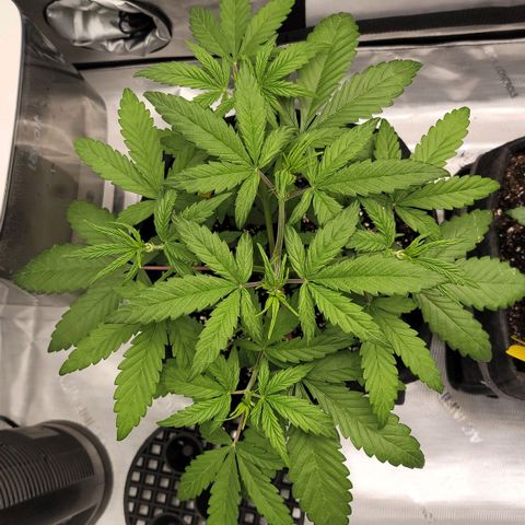 Mango growlog timeline photo