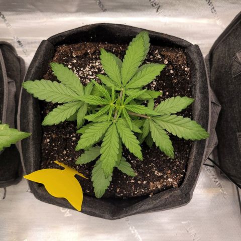 Mango Two growlog timeline photo