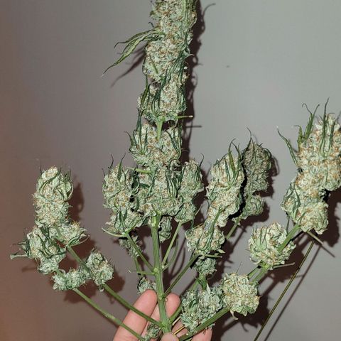 Bruce Banner Auto growlog photo: Day 5 of dry cure at 65 Fahrenheit and 60% RH 