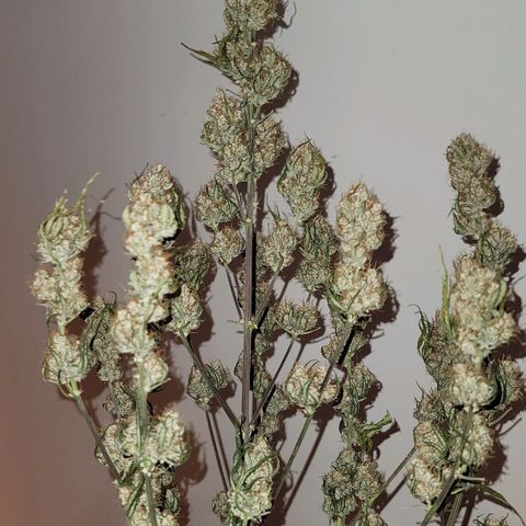 Bruce Banner Auto growlog photo: Day 5 of dry cure at 65 Fahrenheit and 60% RH 