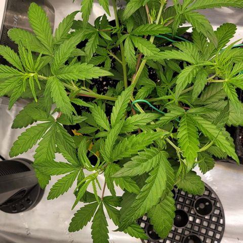 Mango growlog timeline photo