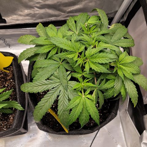 Gorilla Glue Auto growlog photo: Tucked large fan leaves under the competing leaves from other stems. 