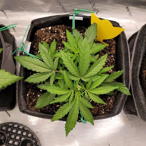 Mango Two growlog photo: Light LST 