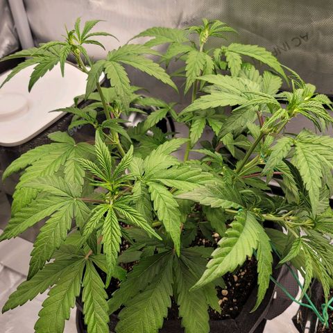 Mango growlog timeline photo