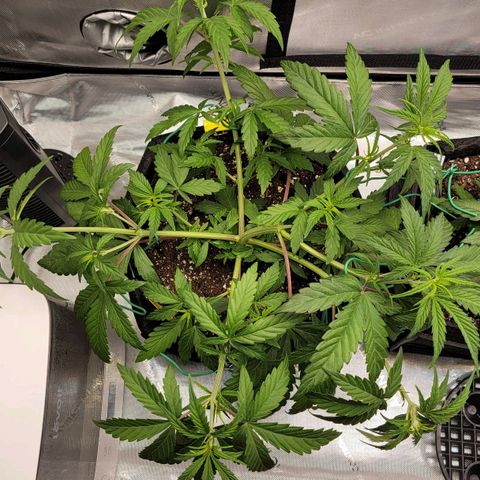 Mango growlog timeline photo