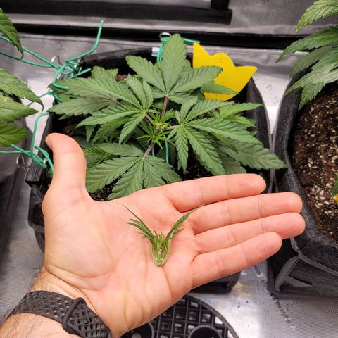 Mango Two growlog timeline photo