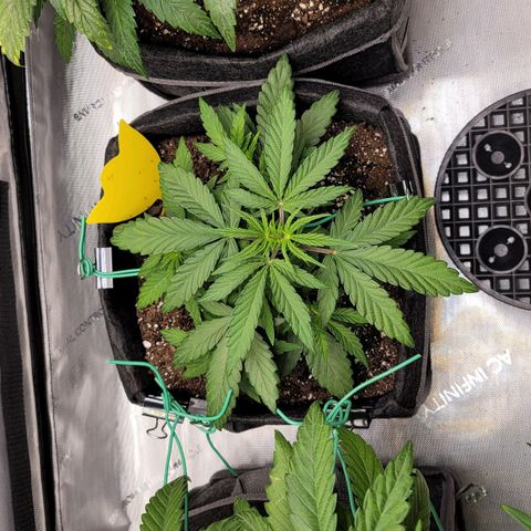 Mango Two growlog timeline photo