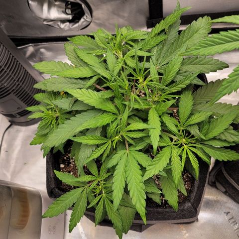 Mango Two growlog timeline photo