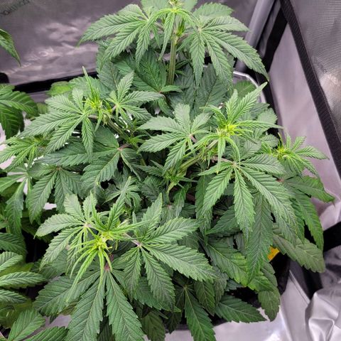 Gorilla Glue Auto growlog timeline photo