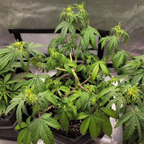 Mango growlog photo: Looking sad due to too aggressive LST and starting to flower