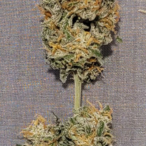 Bruce Banner Auto growlog timeline photo