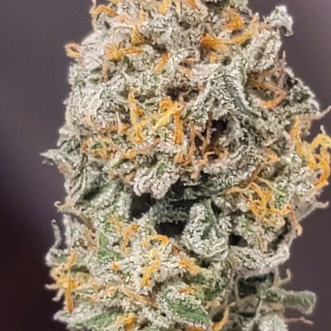 Bruce Banner Auto growlog timeline photo