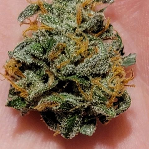 Bruce Banner Auto growlog timeline photo
