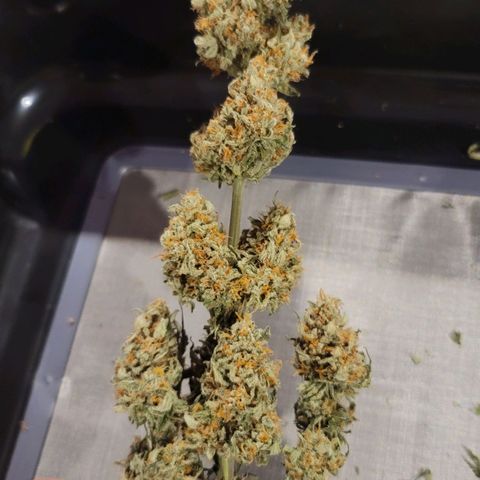 Bruce Banner Auto growlog timeline photo