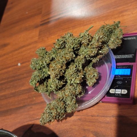 Bruce Banner Auto growlog timeline photo
