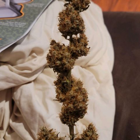 Bruce Banner Auto growlog timeline photo