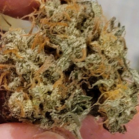 Bruce Banner Auto growlog timeline photo