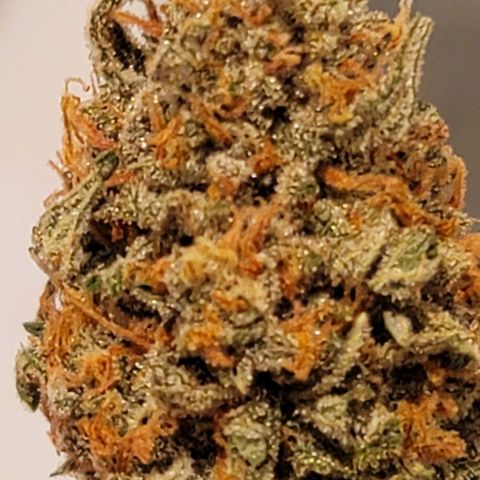 Bruce Banner Auto growlog timeline photo