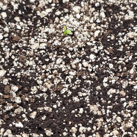 Stardawg #1  growlog photo: Small little sprout 

