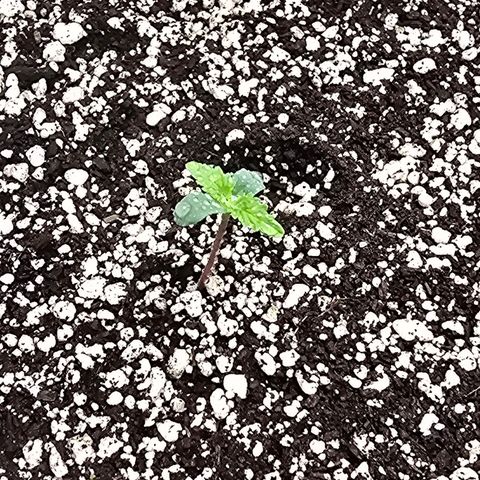 Stardawg #1  growlog timeline photo