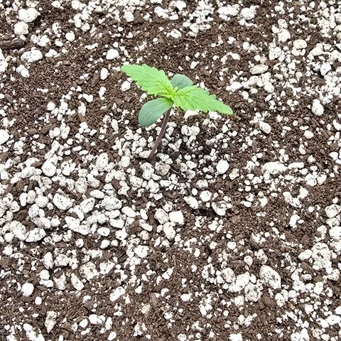 Stardawg #1  growlog photo: Second node already developing 