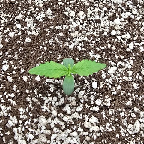 Stardawg #1  growlog timeline photo