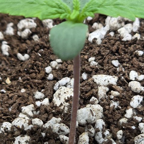 Stardawg #1  growlog timeline photo