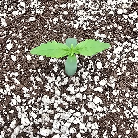 Stardawg #1  growlog timeline photo