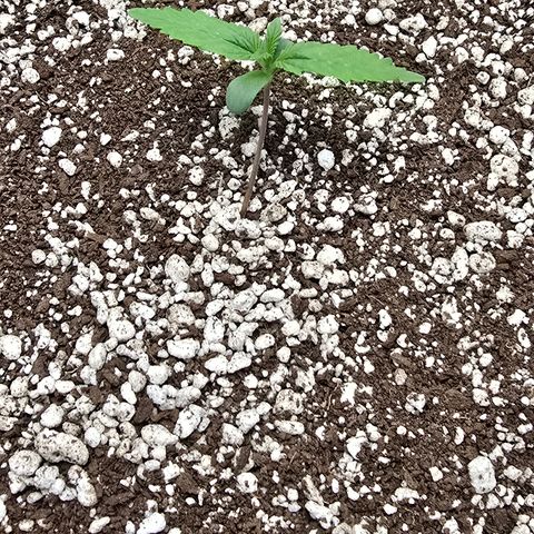 Stardawg #1  growlog timeline photo