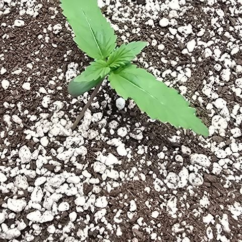 Stardawg #1  growlog timeline photo