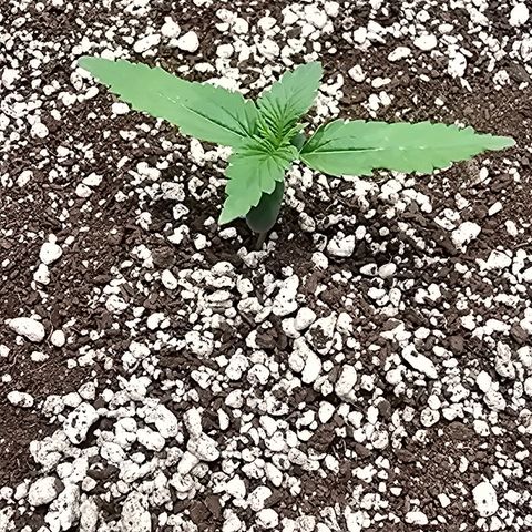 Stardawg #1  growlog timeline photo