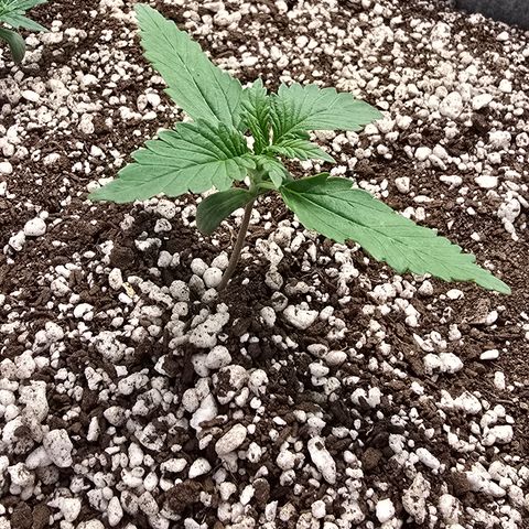 Stardawg #1  growlog timeline photo