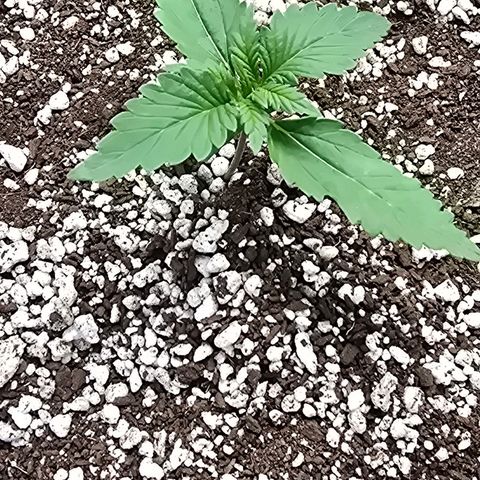 Stardawg #1  growlog timeline photo