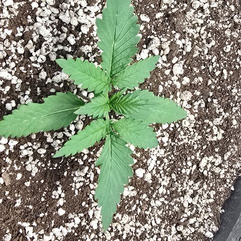 Stardawg #1  growlog timeline photo