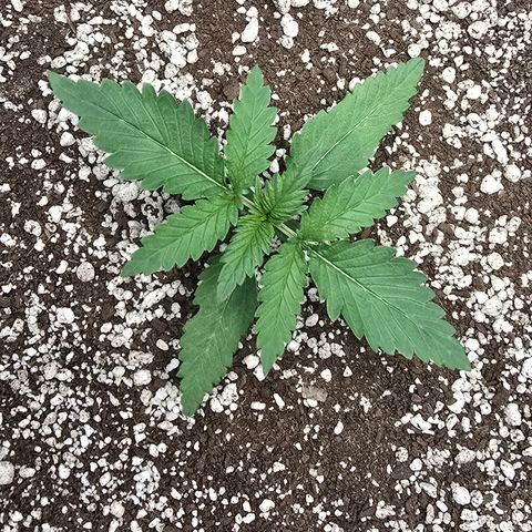 Stardawg #1  growlog timeline photo