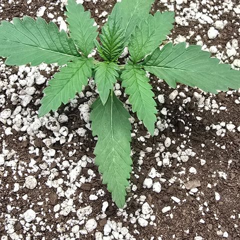 Stardawg #1  growlog timeline photo