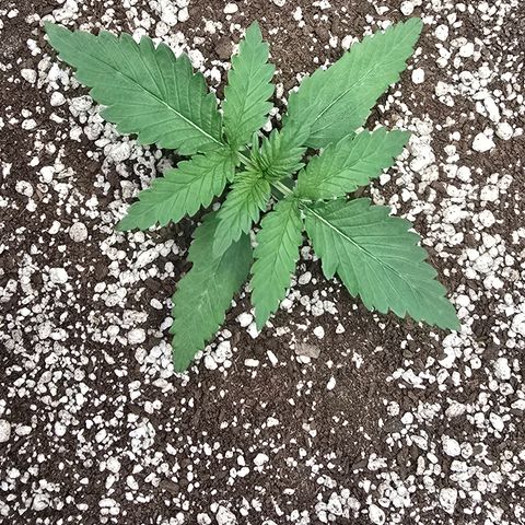 Stardawg #1  growlog timeline photo