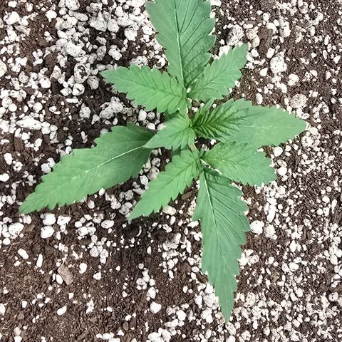 Stardawg #1  growlog timeline photo