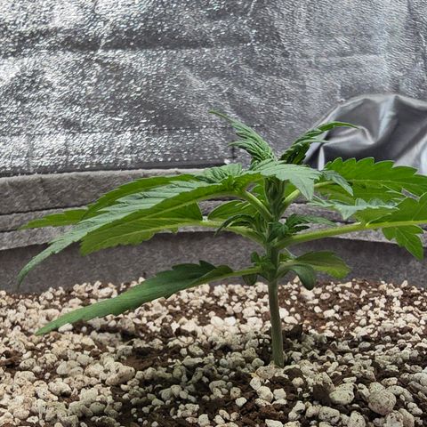 Stardawg #1  growlog timeline photo