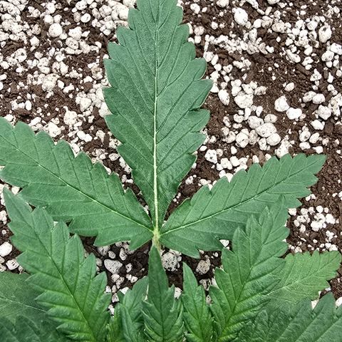 Stardawg #1  growlog timeline photo