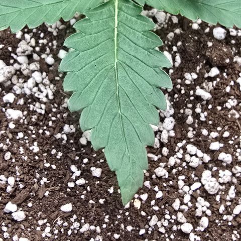 Stardawg #1  growlog timeline photo