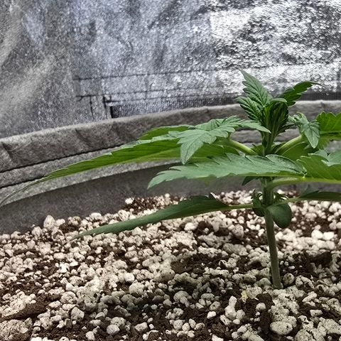 Stardawg #1  growlog timeline photo