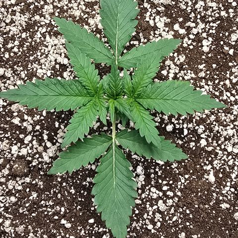 Stardawg #1  growlog timeline photo