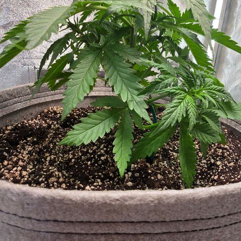 Stardawg #1  growlog timeline photo