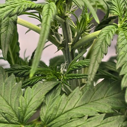 Stardawg #1  growlog timeline photo