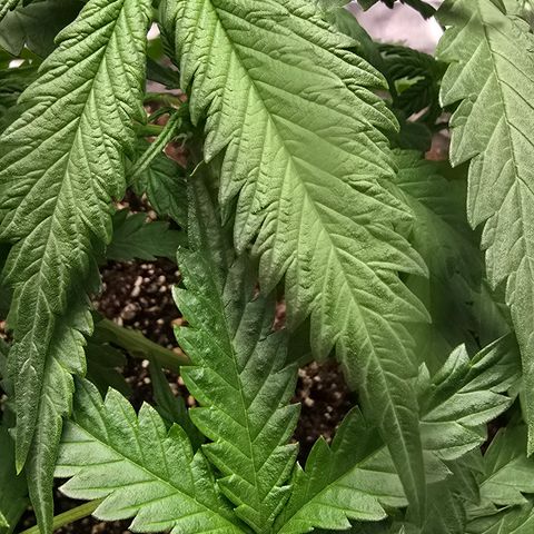 Stardawg #1  growlog timeline photo