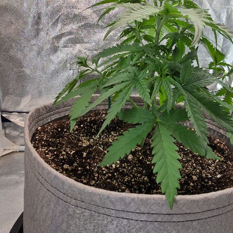 Stardawg #1  growlog timeline photo